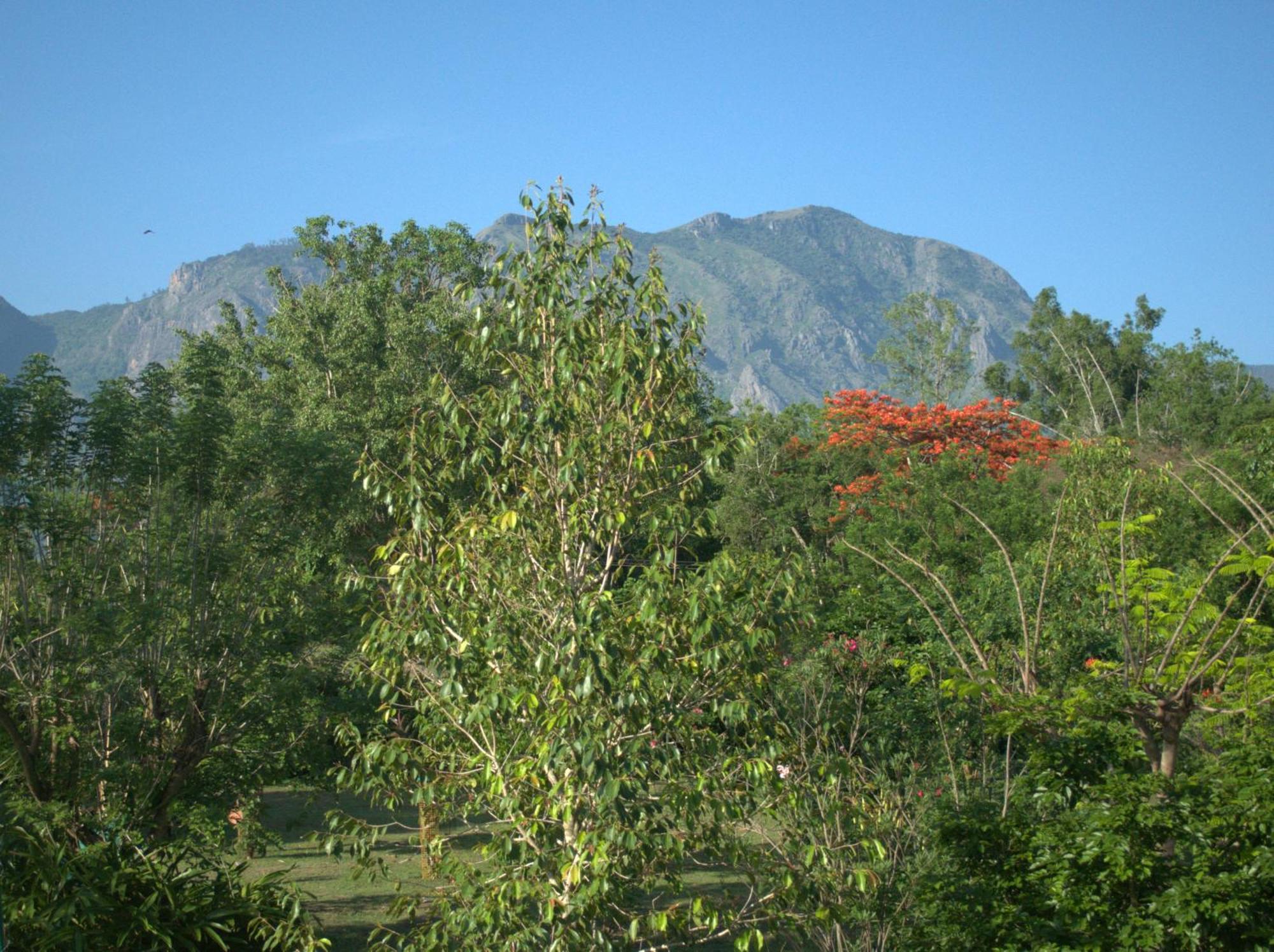Tamarind Tree Masinagudi Hotel Exterior photo
